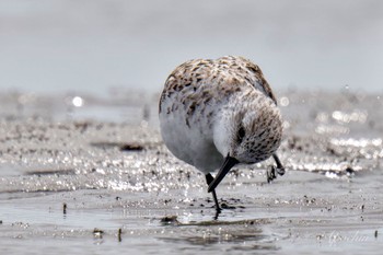 ミユビシギ ふなばし三番瀬海浜公園 2024年4月13日(土)