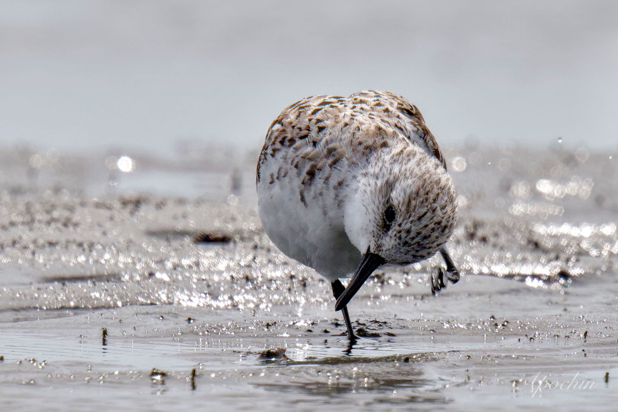 Photo of Sanderling at Sambanze Tideland by アポちん