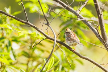 Yellow-throated Bunting 善福寺公園 Sat, 4/13/2024