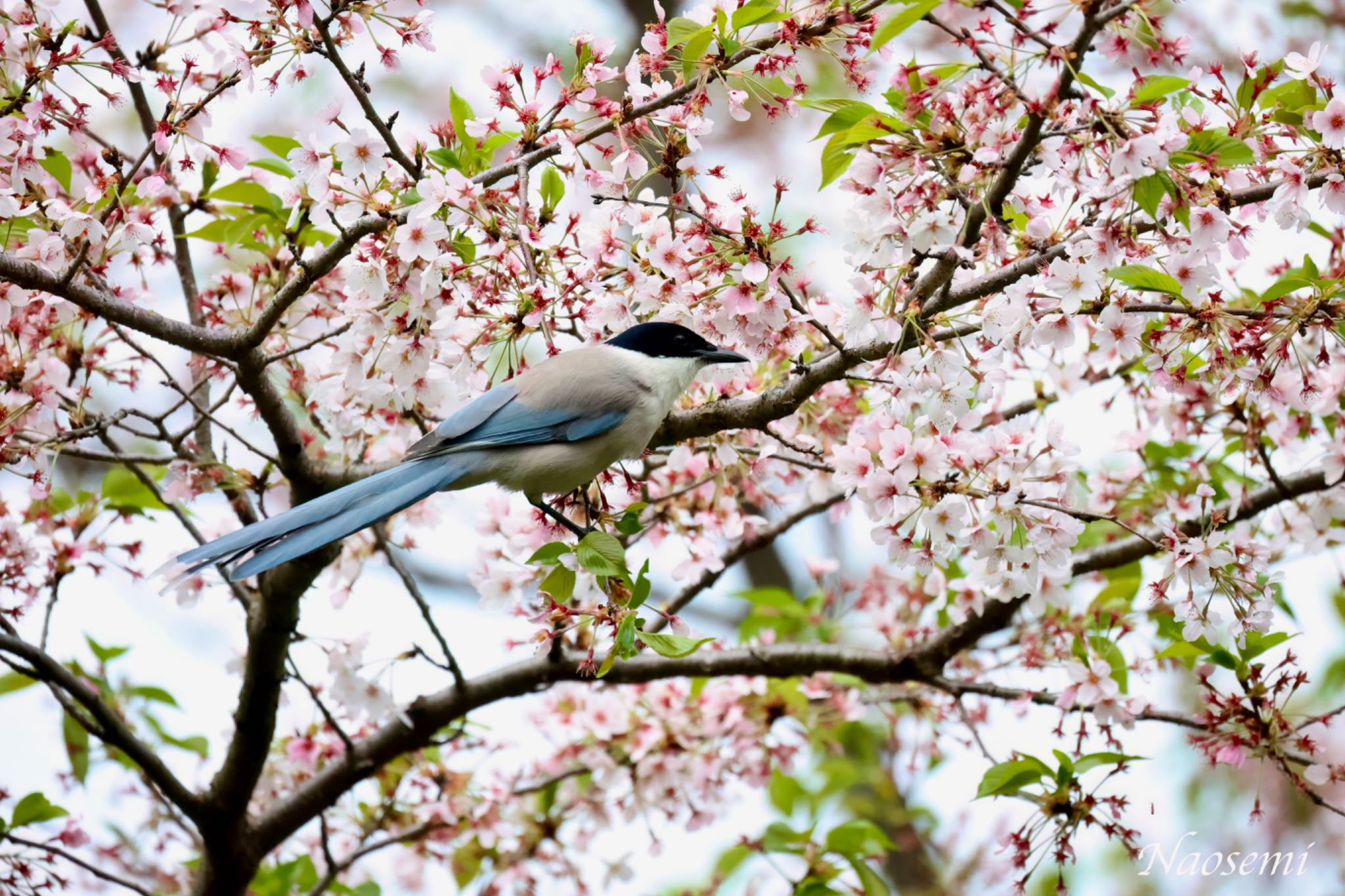 オナガと桜 by Naosuke