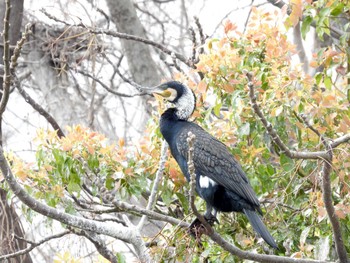 Great Cormorant 打上川治水緑地 Sat, 4/6/2024