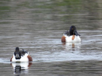 Northern Shoveler 打上川治水緑地 Sat, 4/6/2024