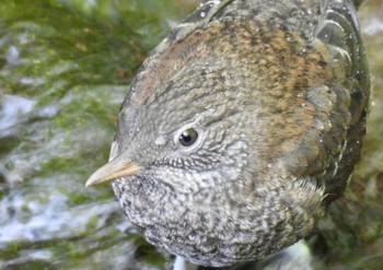 カワガラス 養老公園 2024年4月14日(日)