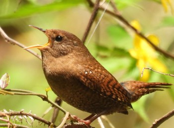 Eurasian Wren 養老公園 Sun, 4/14/2024