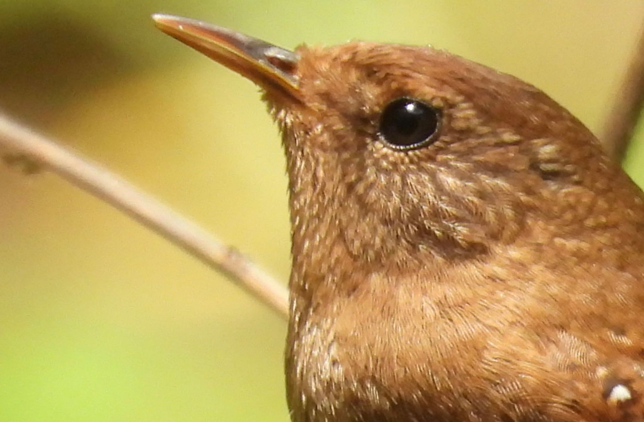 Eurasian Wren