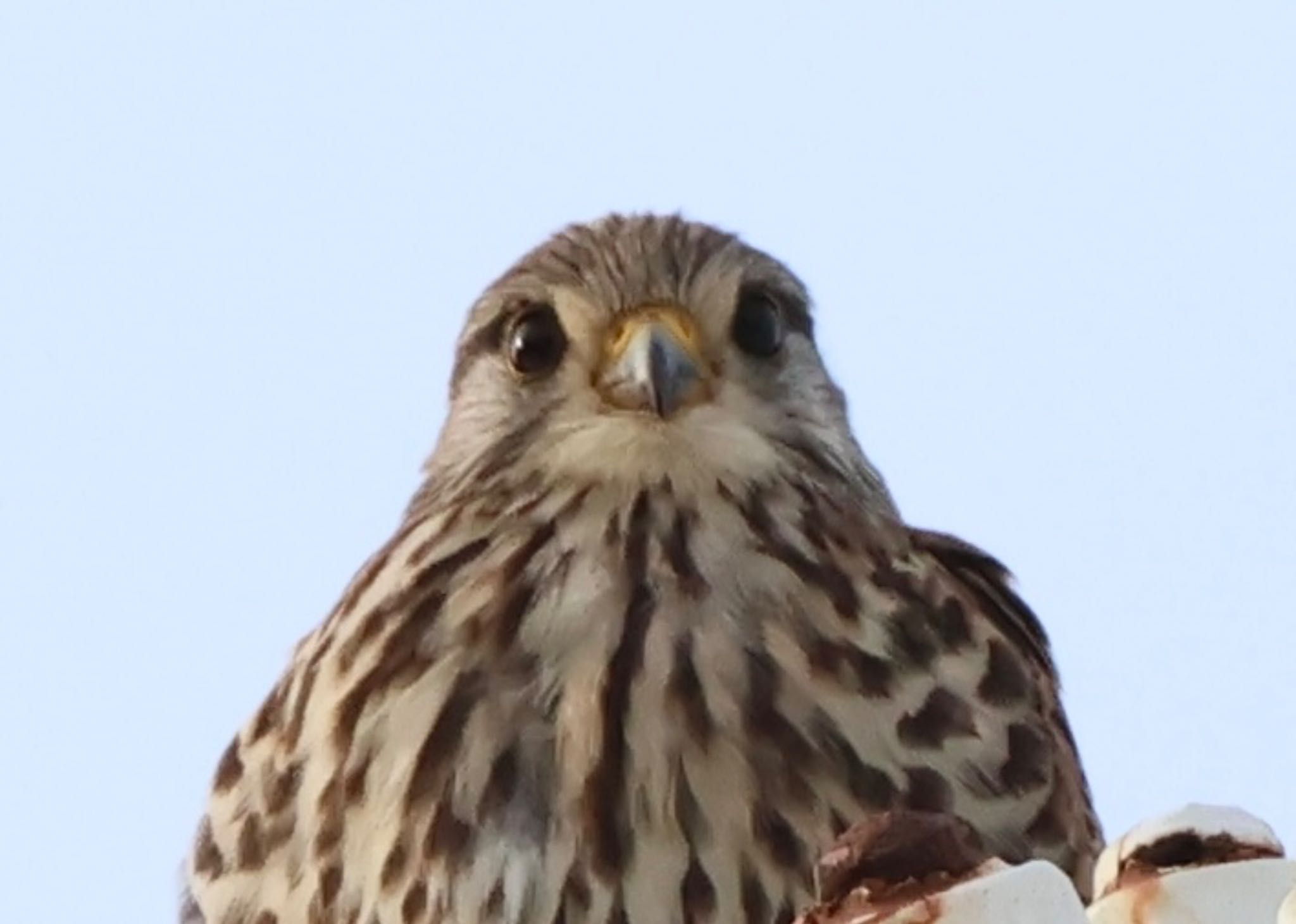 Photo of Common Kestrel at 横浜市 by mamama09R7