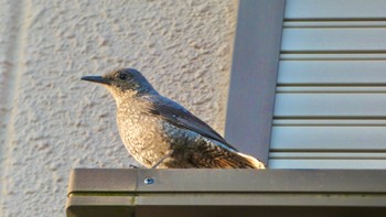 Blue Rock Thrush 自宅前 Sun, 4/14/2024