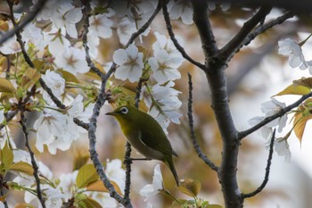 Warbling White-eye 家の近所 Sun, 4/7/2024