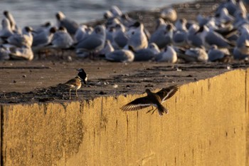 Common Sandpiper 家の近所 Sun, 4/7/2024