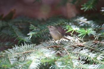 Japanese Bush Warbler 中津川 Sat, 4/13/2024