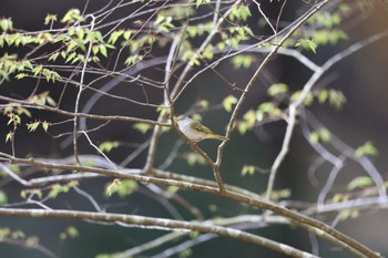 Eastern Crowned Warbler 中津川 Sat, 4/13/2024