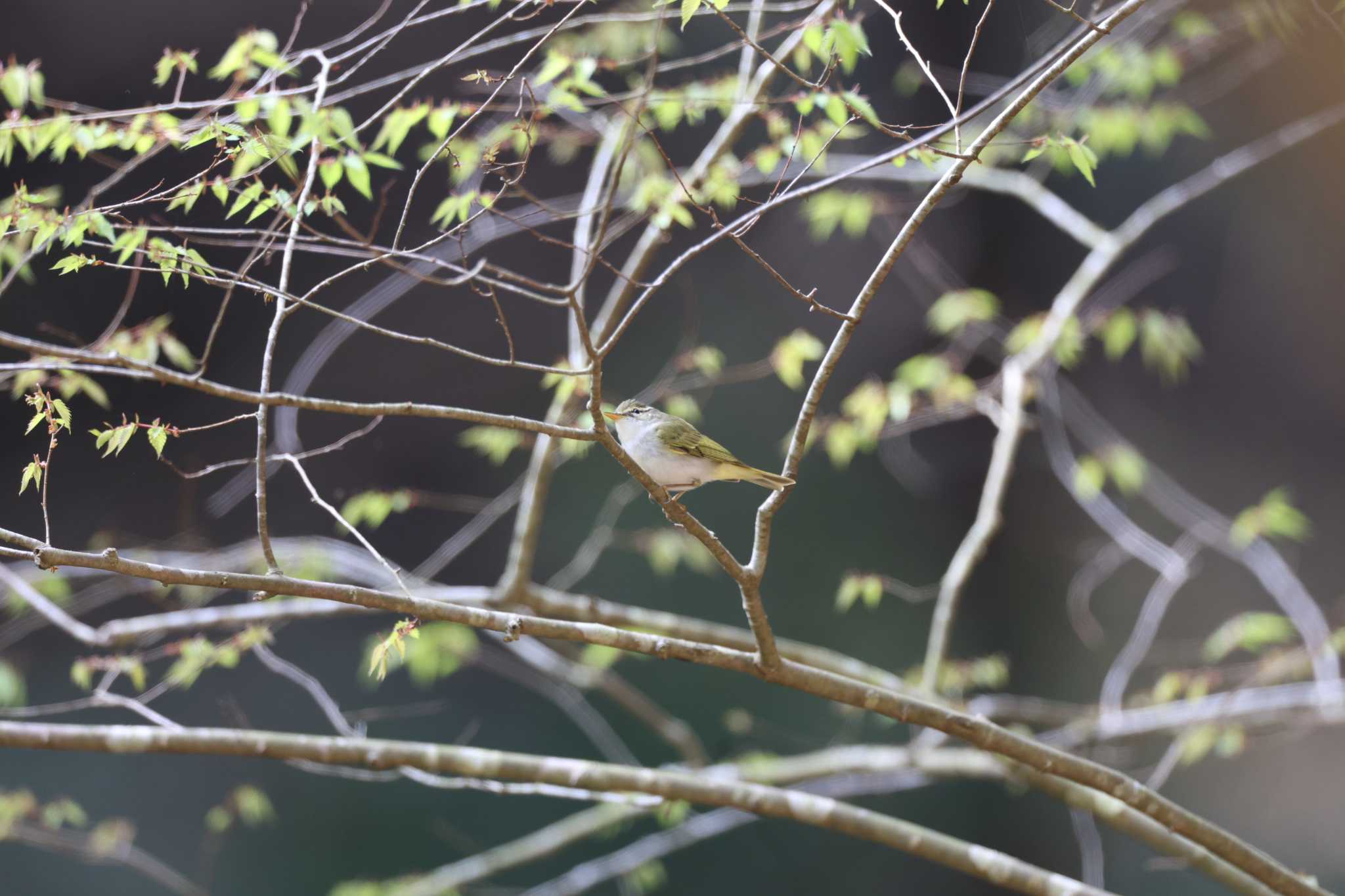 Eastern Crowned Warbler