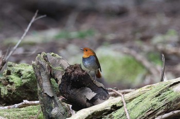 Japanese Robin 中津川 Sat, 4/13/2024