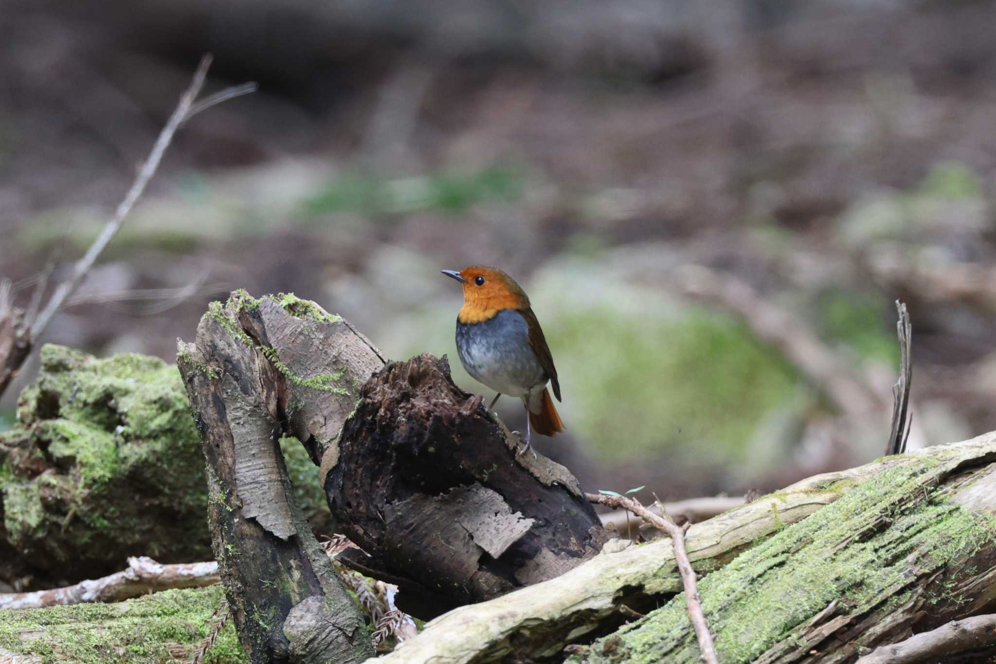 Japanese Robin