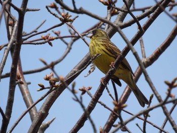 アオジ 近所の公園 2024年4月16日(火)