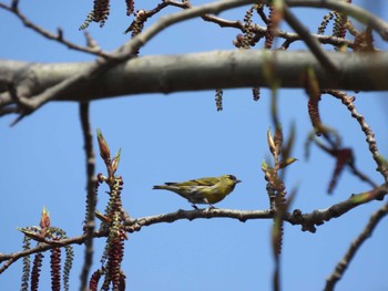 Eurasian Siskin 近所の公園 Tue, 4/16/2024