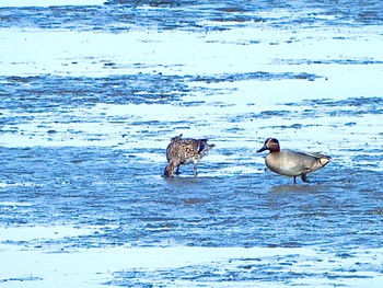 Eurasian Teal Kasai Rinkai Park Sat, 4/13/2024