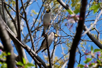 Japanese Grosbeak 庄内緑地公園 Fri, 4/12/2024