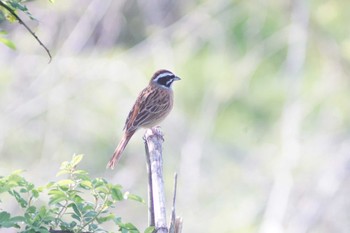 Meadow Bunting 芝川第一調節池(芝川貯水池) Sun, 4/14/2024