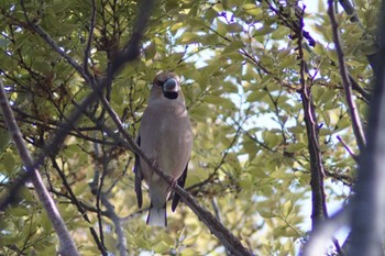 Hawfinch 芝川第一調節池(芝川貯水池) Sun, 4/14/2024