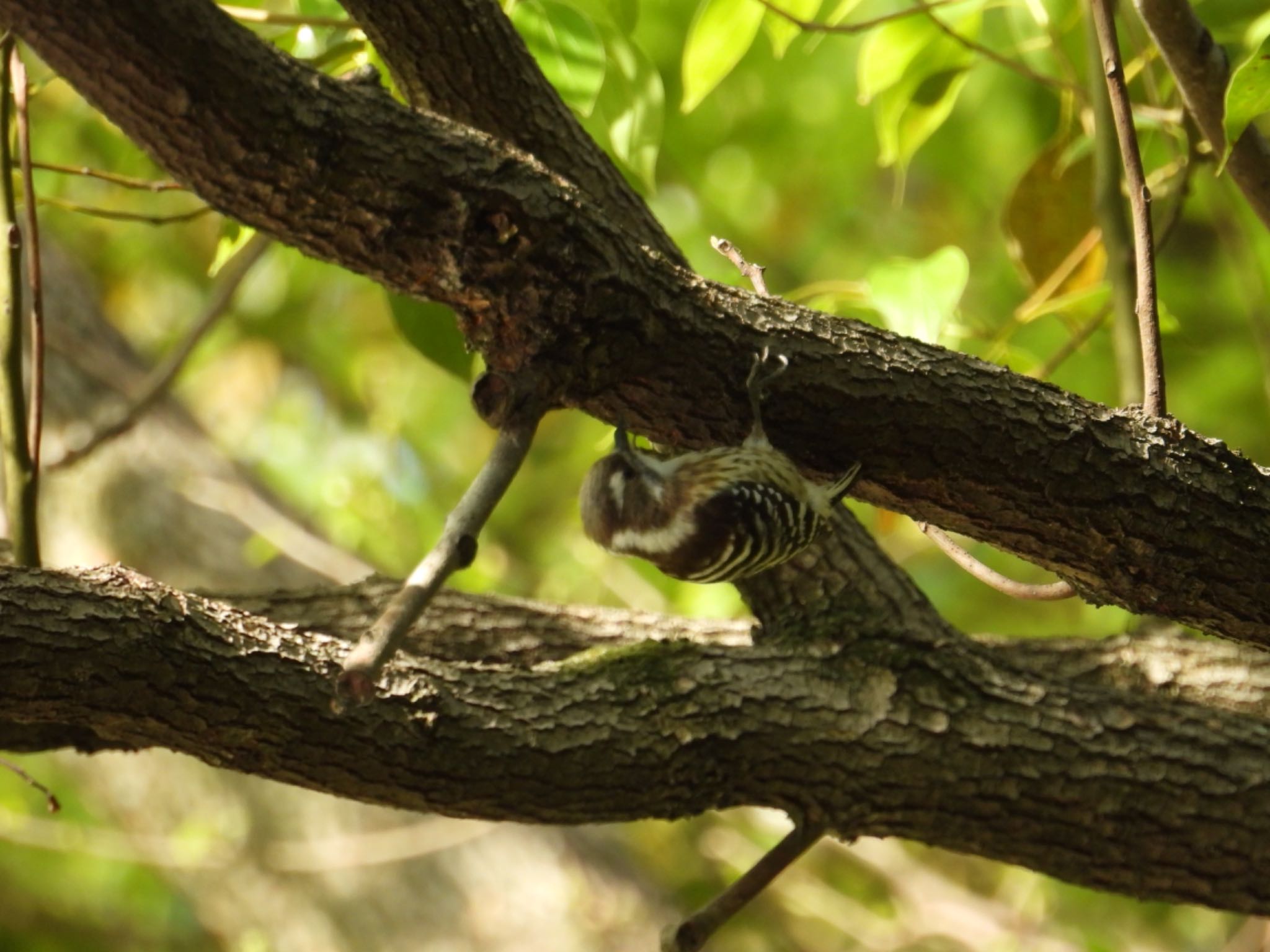 Japanese Pygmy Woodpecker