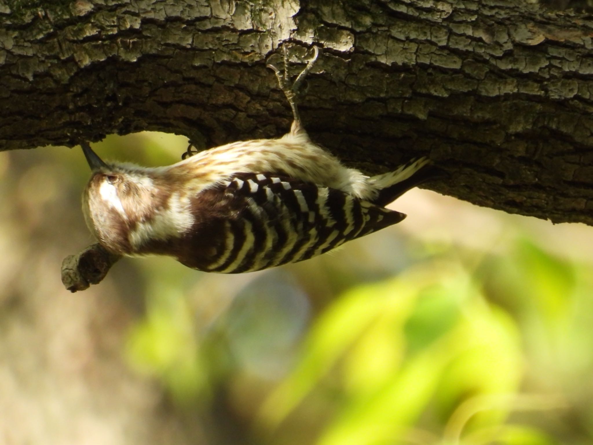 Japanese Pygmy Woodpecker