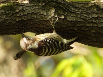 Tue, 4/16/2024 Birding report at Mizumoto Park