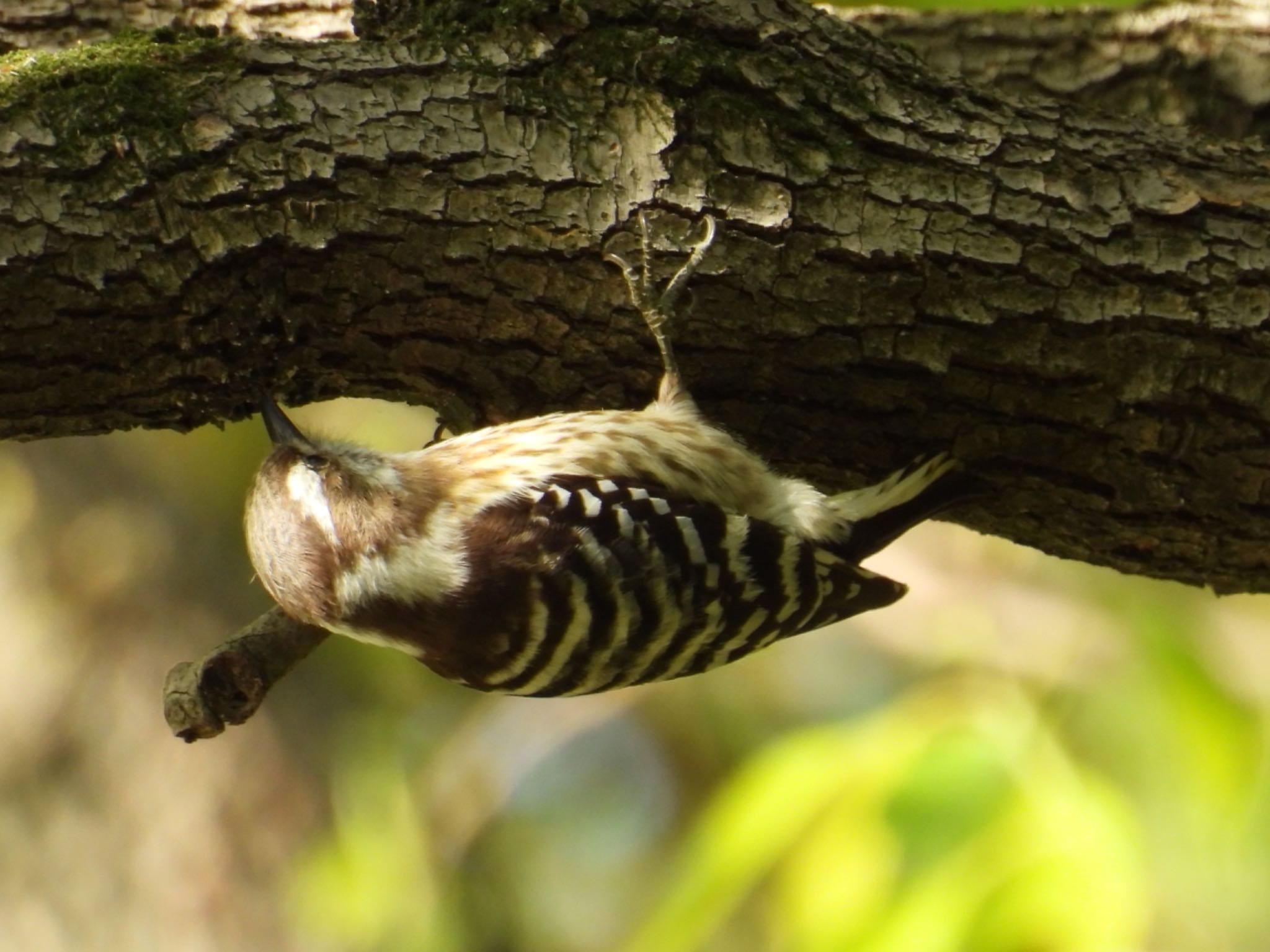 Photo of Japanese Pygmy Woodpecker at Mizumoto Park by yuco