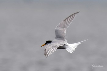 Little Tern Sambanze Tideland Sat, 4/13/2024