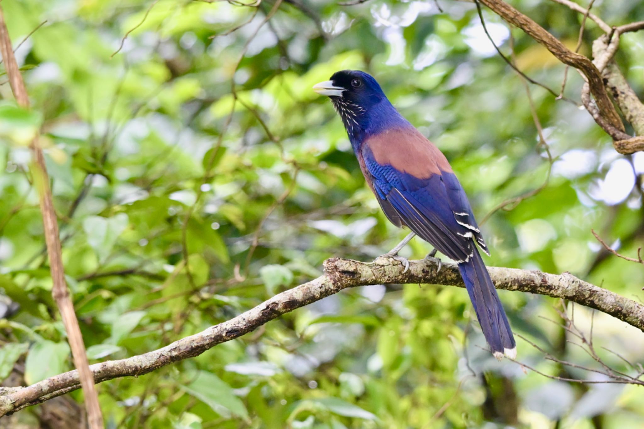 Photo of Lidth's Jay at  by 美妃8