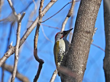 アオゲラ 水辺の森公園 群馬県佐波郡玉村町 2024年2月11日(日)