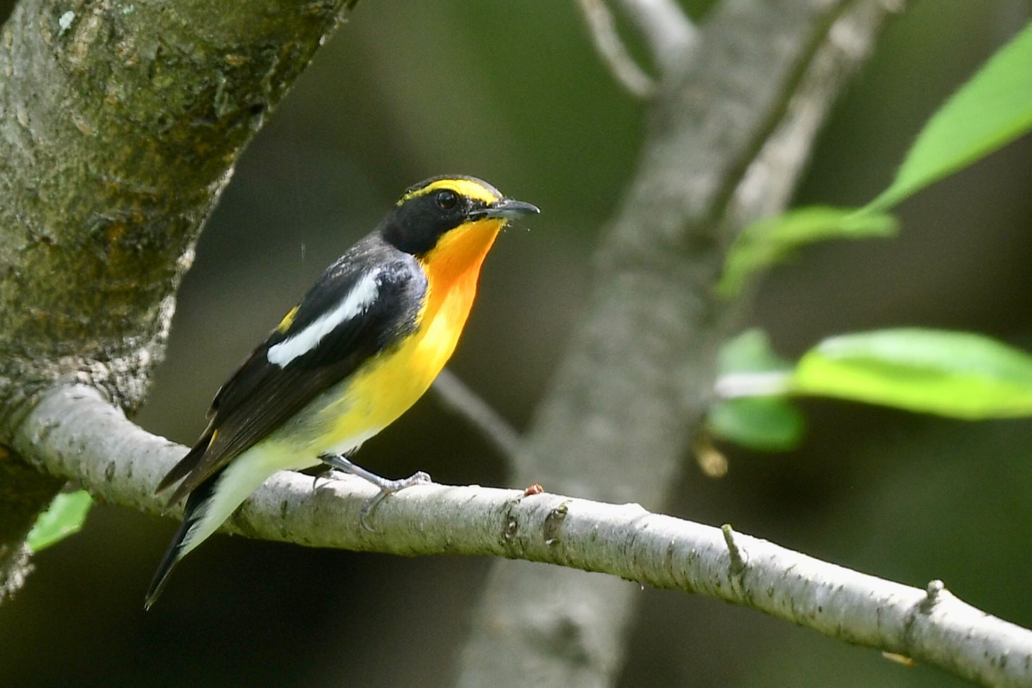 Photo of Narcissus Flycatcher at 福岡県福岡市 by にょろちょろ