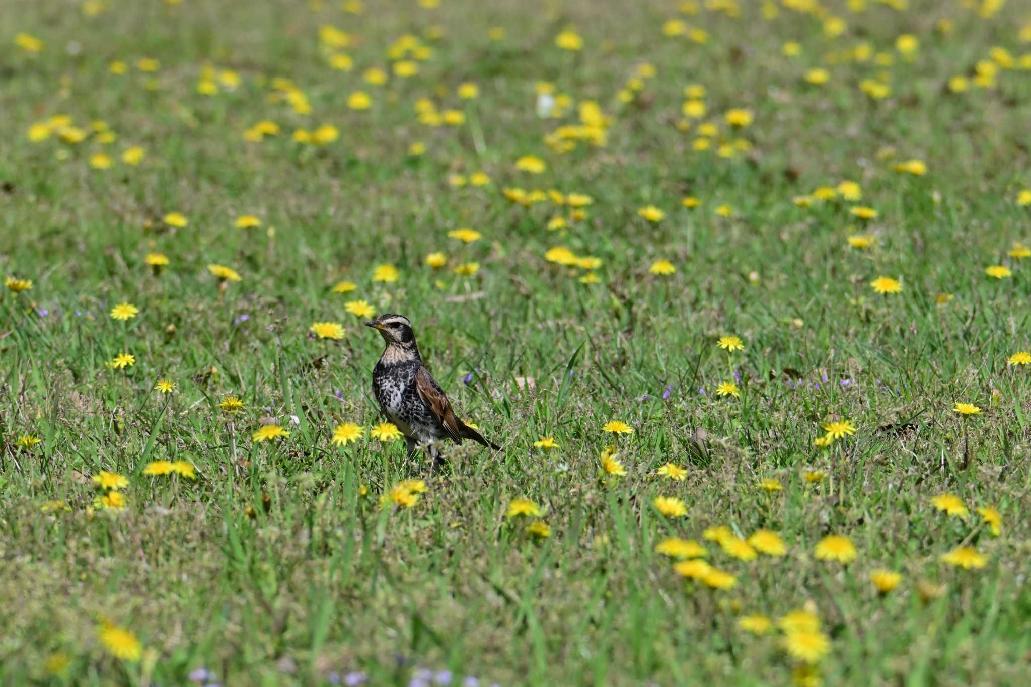 Dusky Thrush