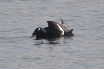 ビロードキンクロ ふなばし三番瀬海浜公園 2024年4月15日(月)