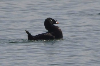 ビロードキンクロ ふなばし三番瀬海浜公園 2024年4月15日(月)