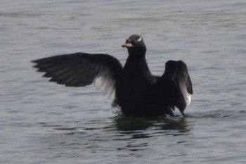 ビロードキンクロ ふなばし三番瀬海浜公園 2024年4月15日(月)