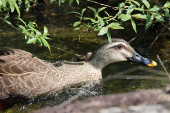 Eastern Spot-billed Duck 平谷川 Sun, 4/14/2024