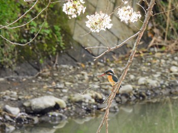 Common Kingfisher 静岡県中部 Sat, 4/6/2024