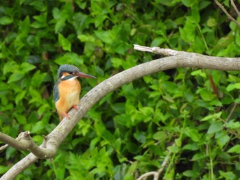 Common Kingfisher 静岡県中部 Sat, 4/6/2024