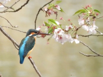 カワセミ 静岡県中部 2024年4月6日(土)