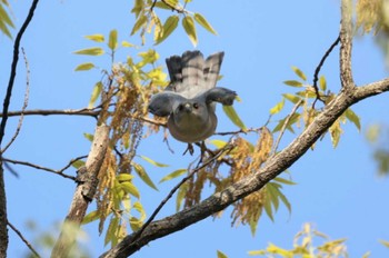 Japanese Sparrowhawk Unknown Spots Sat, 4/13/2024