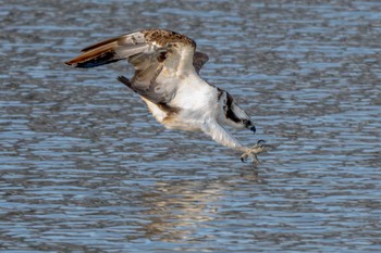 Osprey 愛知県 Mon, 2/12/2024