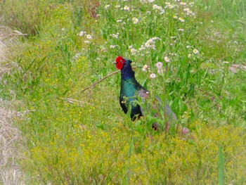 Green Pheasant 春日部市 Tue, 4/16/2024