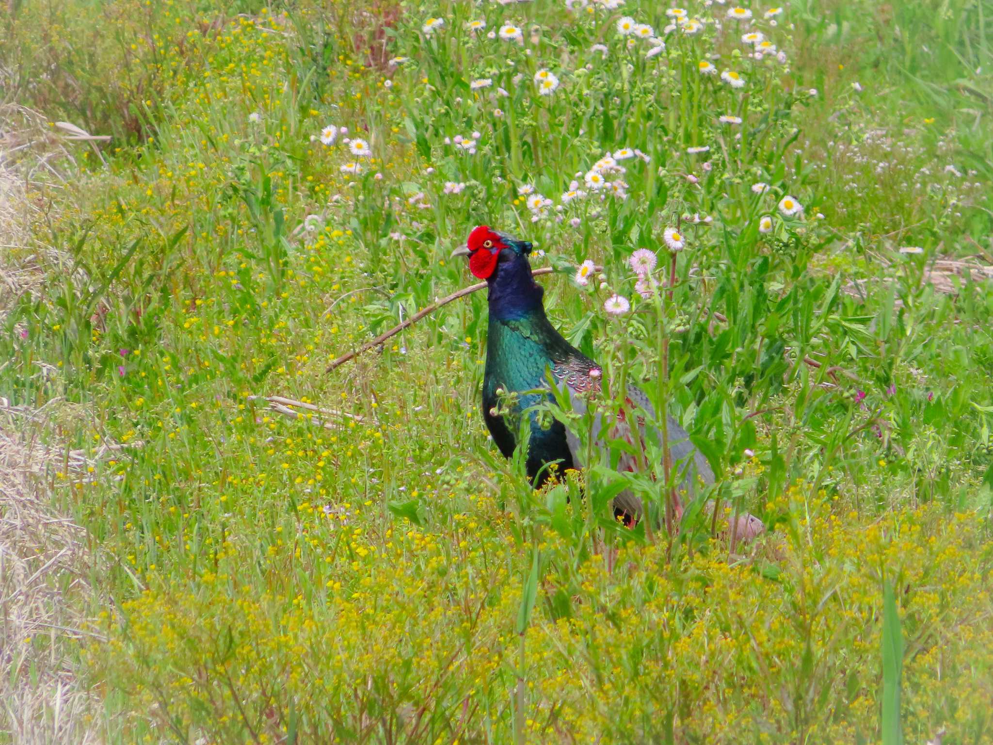 Photo of Green Pheasant at 春日部市 by kou