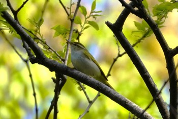 Eastern Crowned Warbler Osaka castle park Sun, 4/14/2024