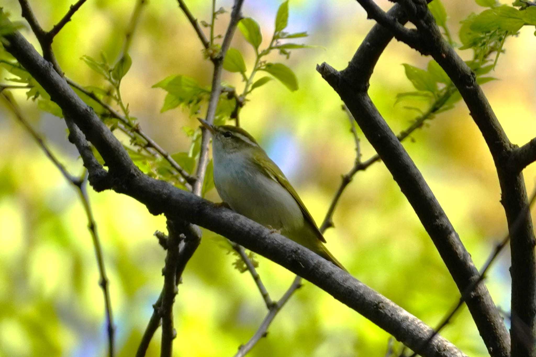 Eastern Crowned Warbler