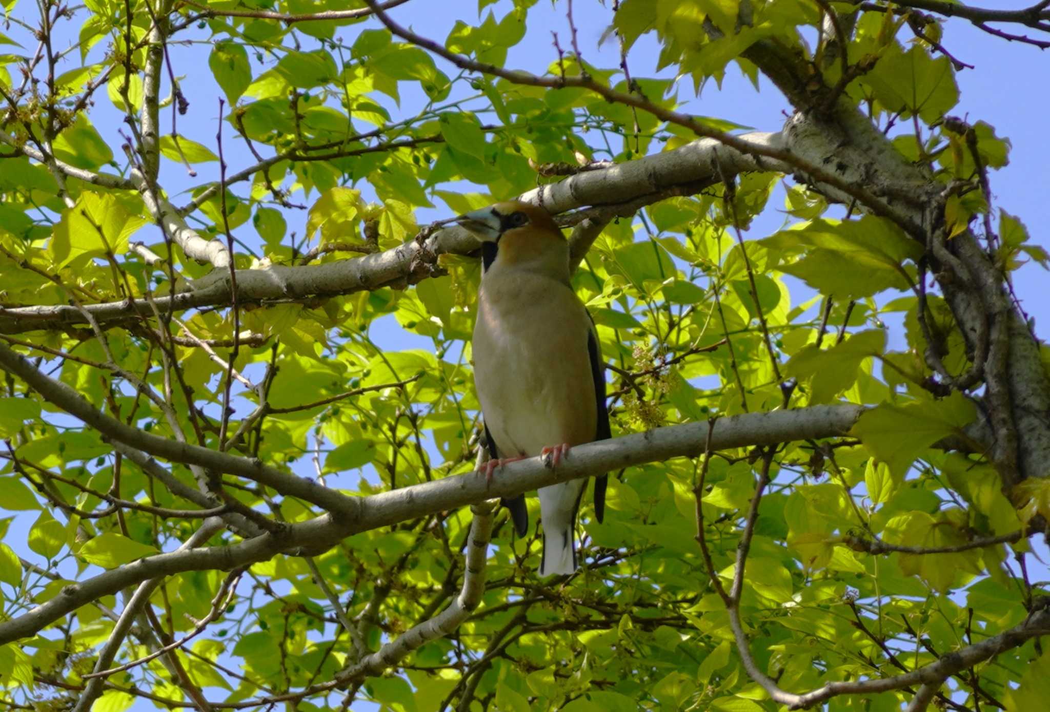 Hawfinch