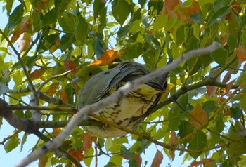 White-bellied Green Pigeon Osaka castle park Sun, 4/14/2024