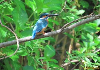 カワセミ 都内公園 2024年4月16日(火)