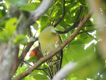 チュウダイズアカアオバト Ishigaki Island Thu, 4/11/2024